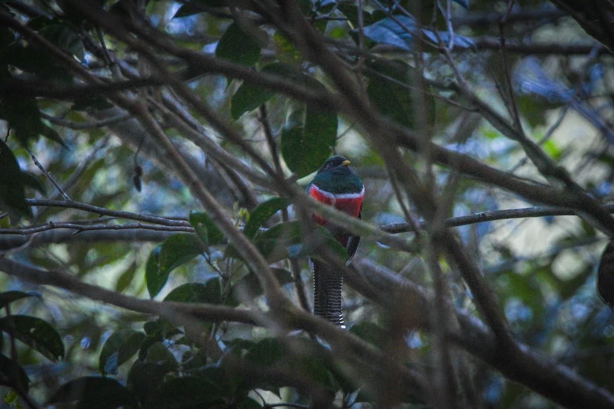 Collared Trogon - ML527748801