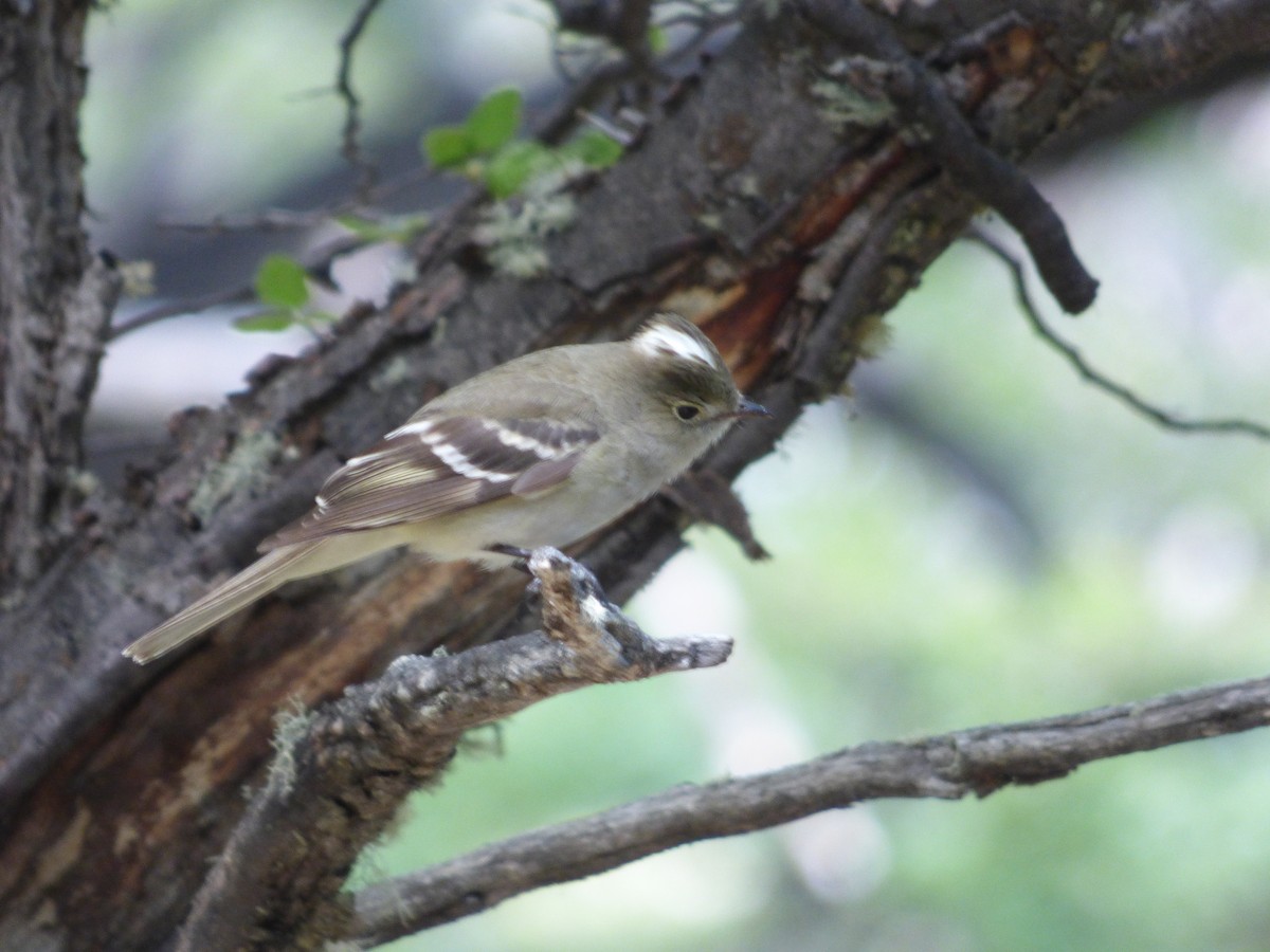 White-crested Elaenia - joe trig