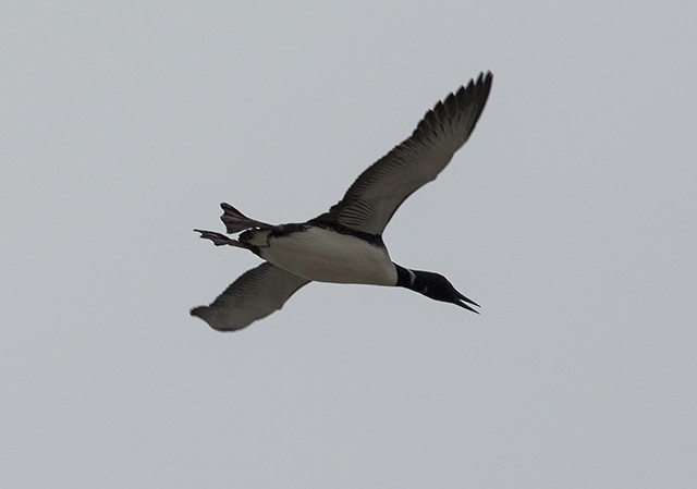 Common Loon - Martin Wall