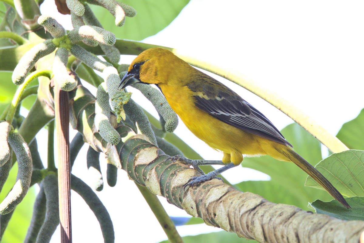 Oriole à gros bec - ML527750391