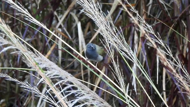 Black-faced Grassquit - ML527750421