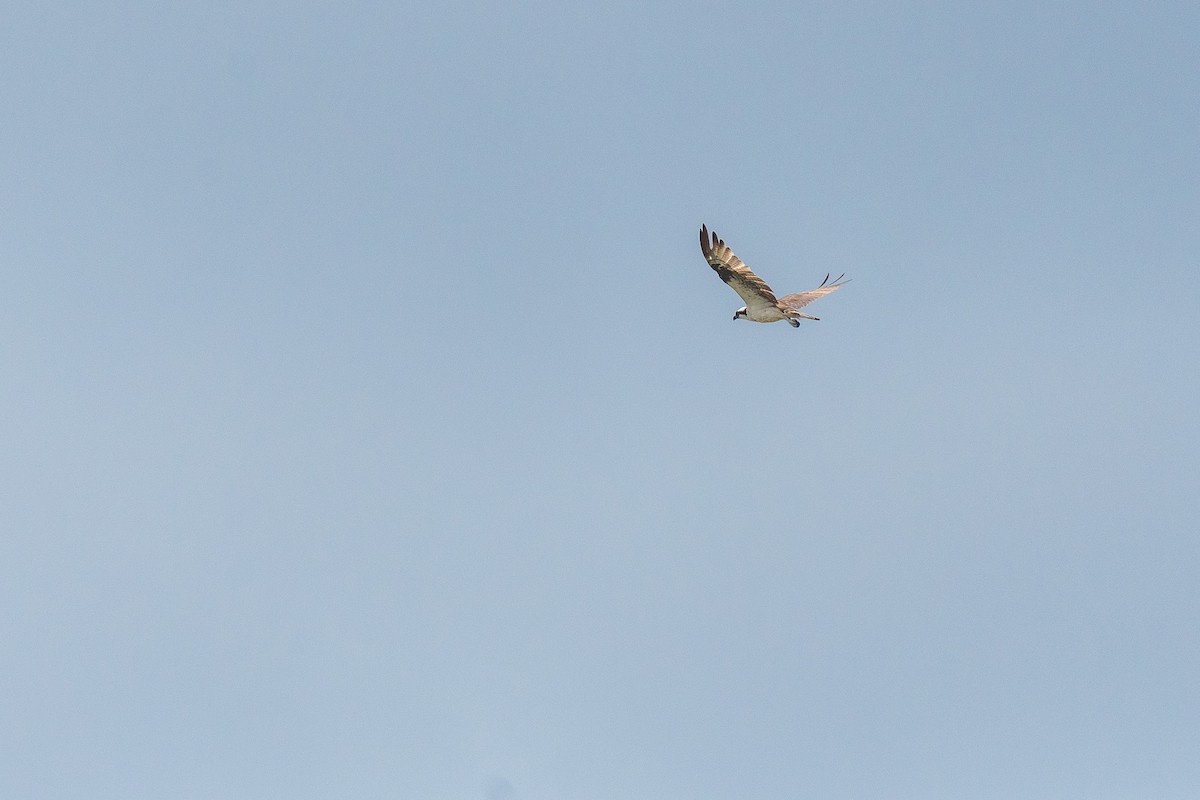 Águila Pescadora - ML527750801