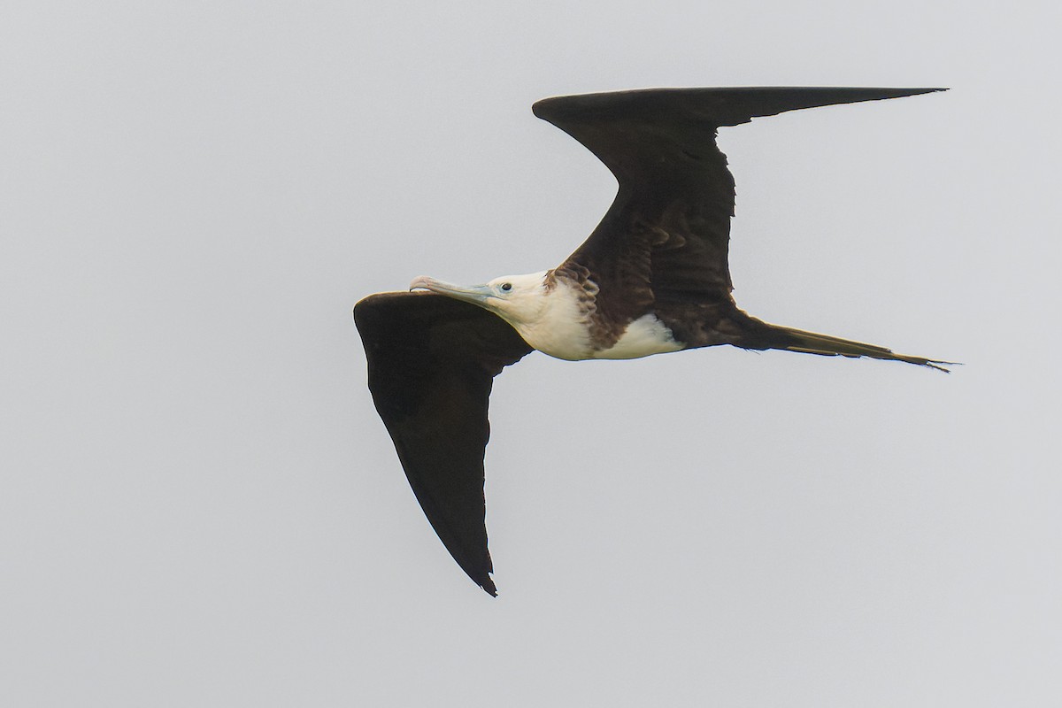 Magnificent Frigatebird - Pablo Ramos