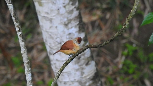 Barred Antshrike - ML527751341