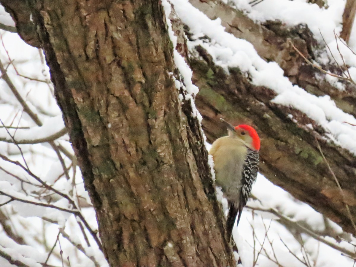 Red-bellied Woodpecker - ML527752031