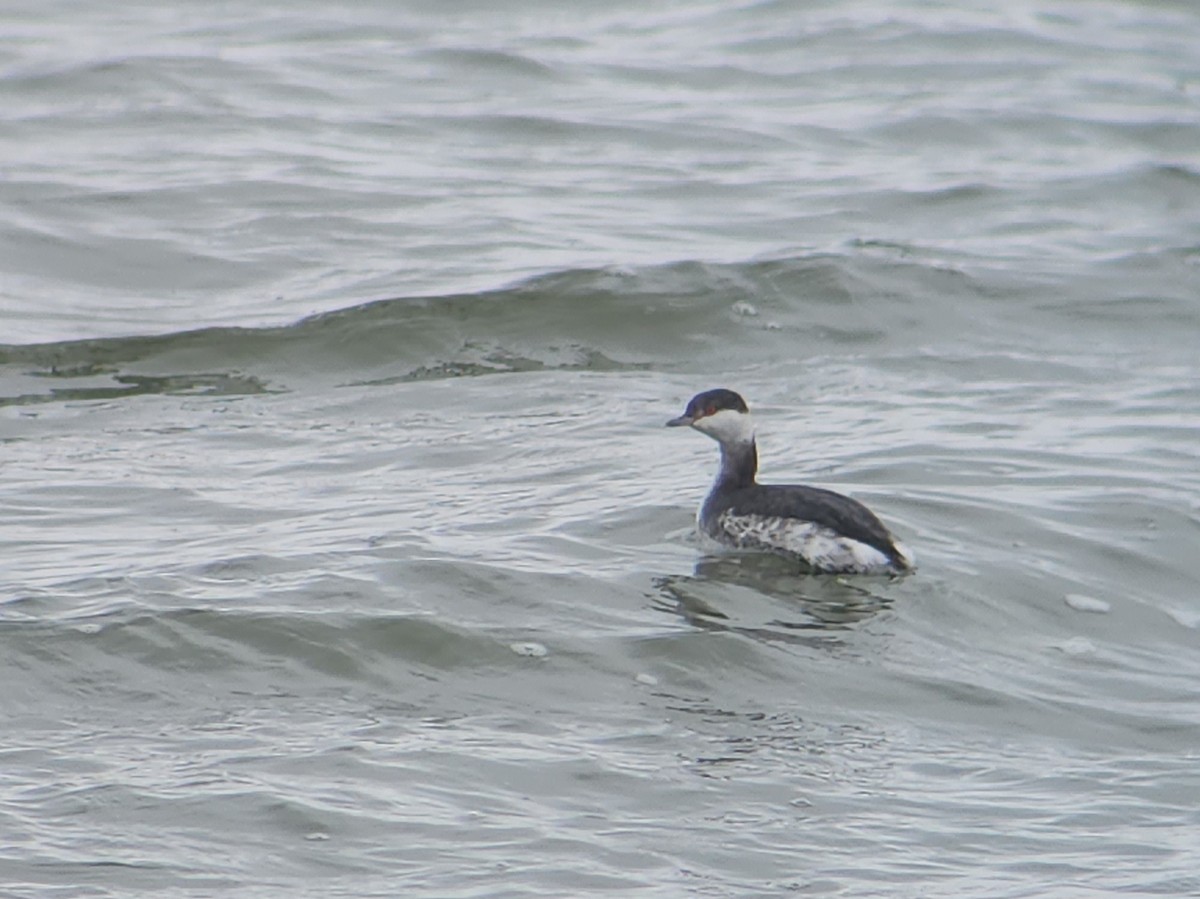 Horned Grebe - ML527752381