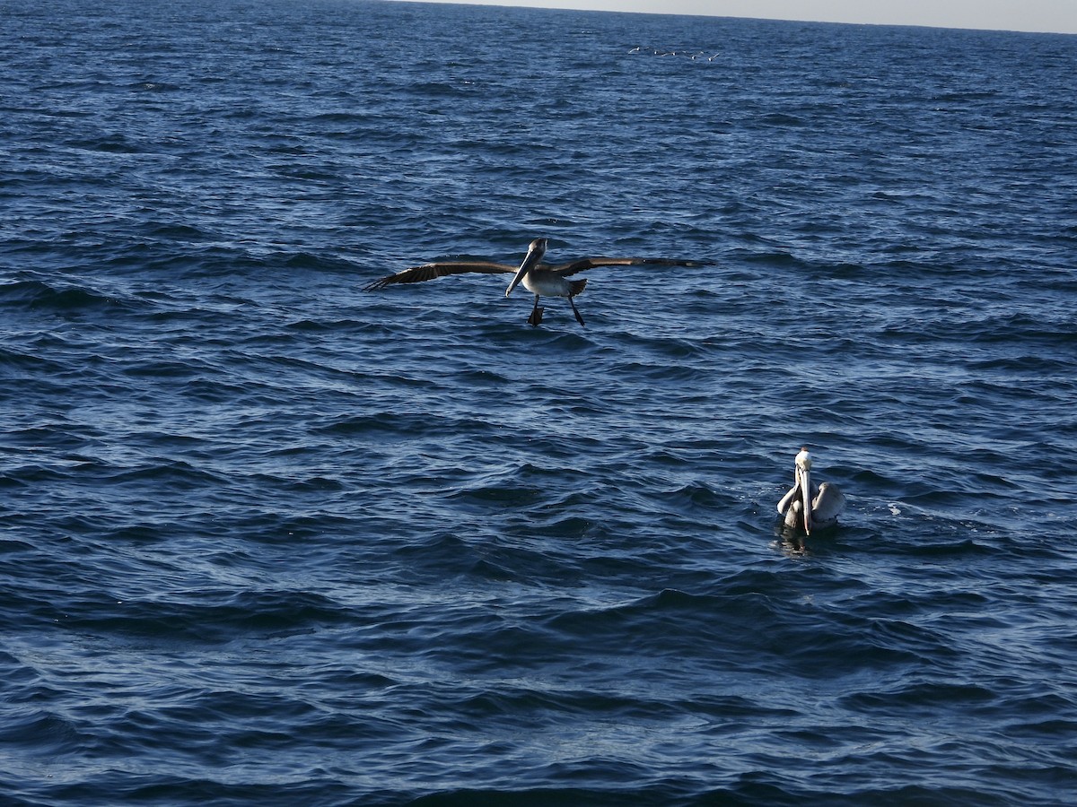 pelikán hnědý - ML527753121