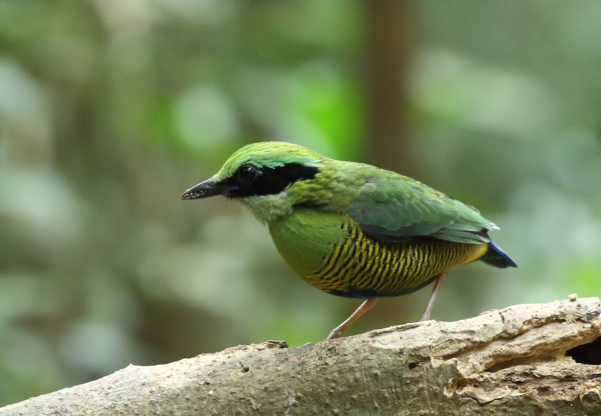 Streifenbauchpitta - ML527753751