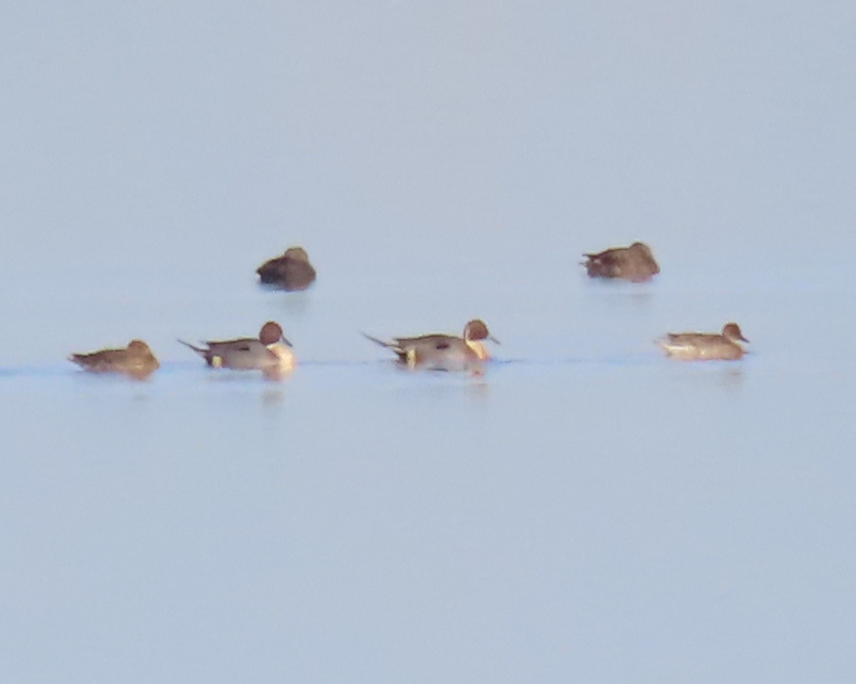 Northern Pintail - ML527754501