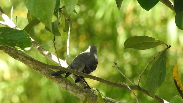 Tropical Mockingbird - ML527754951