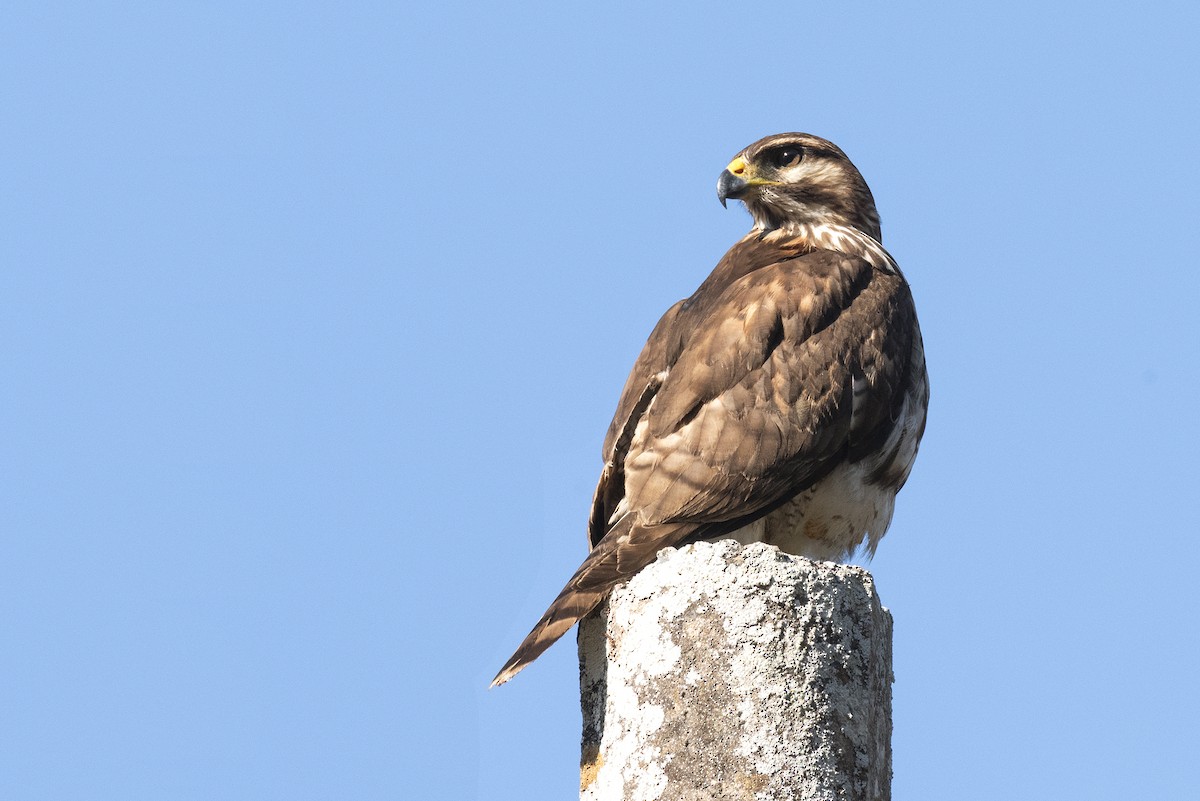 Roadside Hawk - Karina Ortega