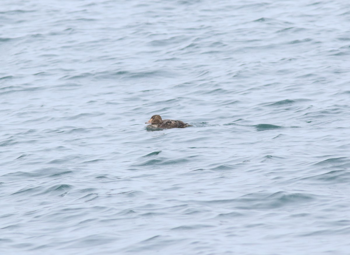 King Eider - ML527755751