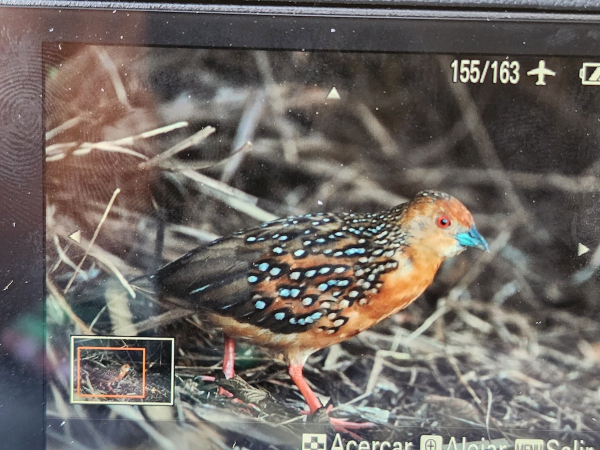 Ocellated Crake - ML527757961