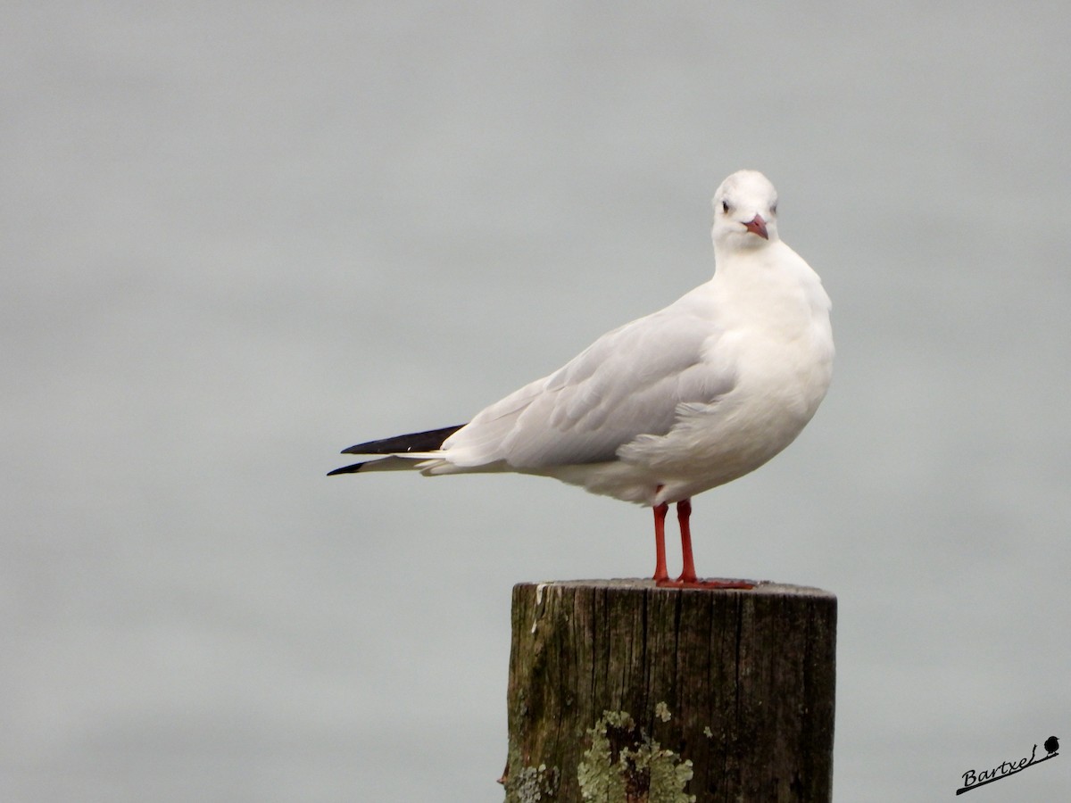 Black-headed Gull - ML527758571