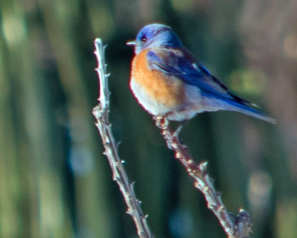 Western Bluebird - ML527759801