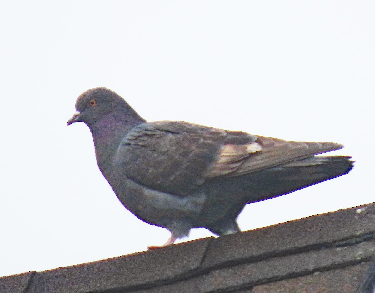 Rock Pigeon (Feral Pigeon) - Jim Scott