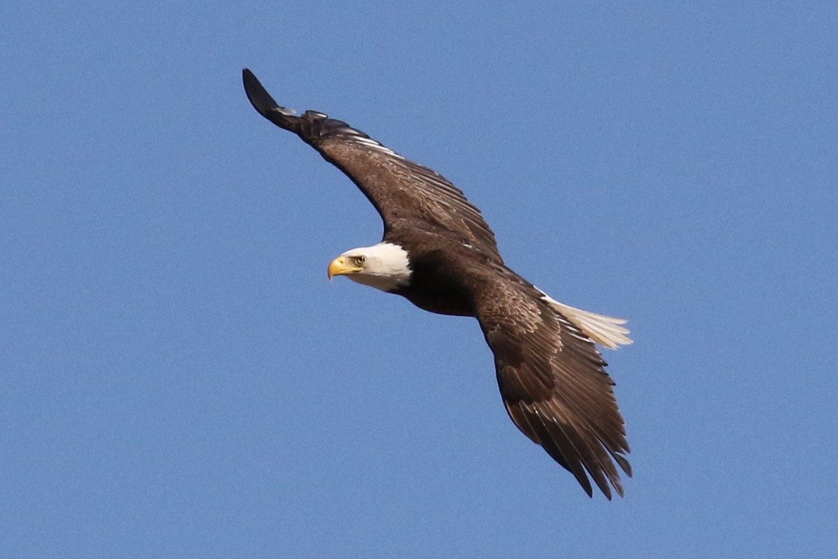 Bald Eagle - Lindsay Story