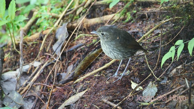 Cundinamarca Antpitta - ML527764181