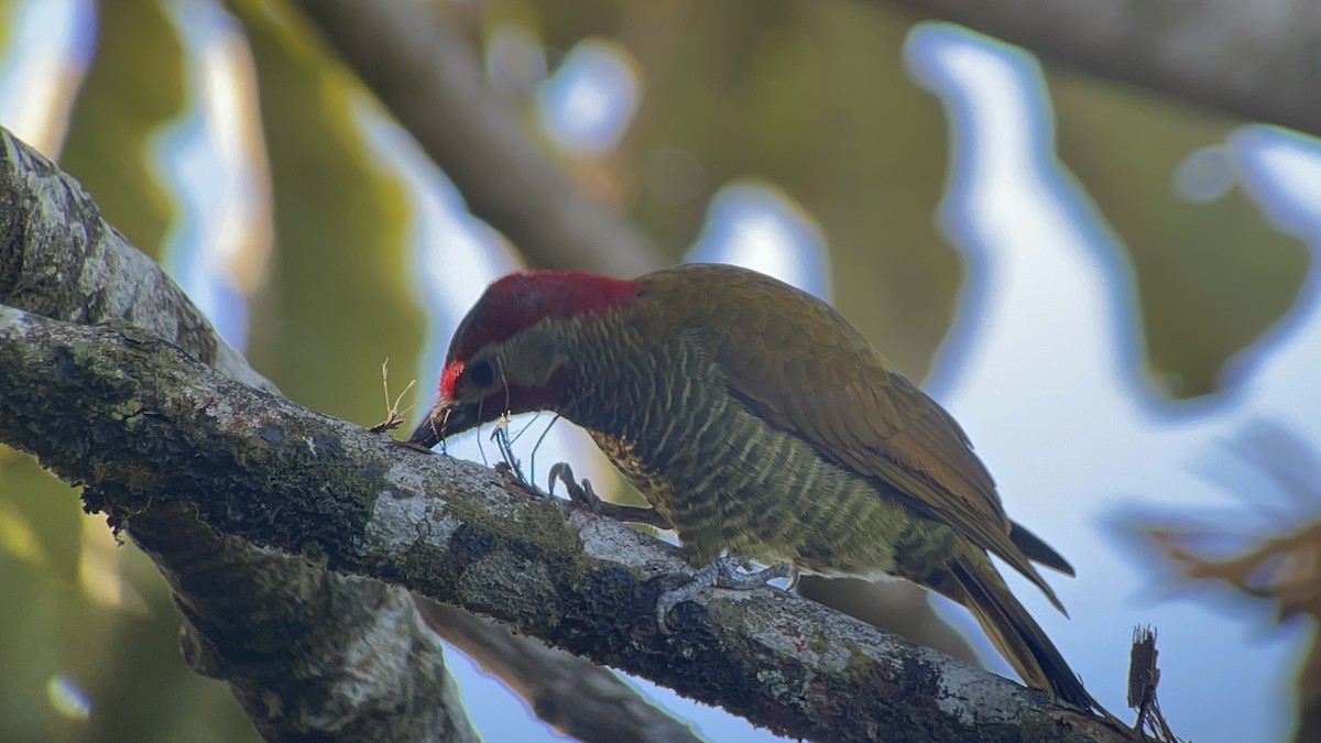 Golden-olive Woodpecker - Roy Howard