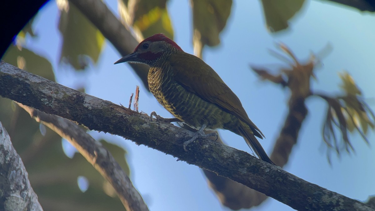 Golden-olive Woodpecker - Roy Howard