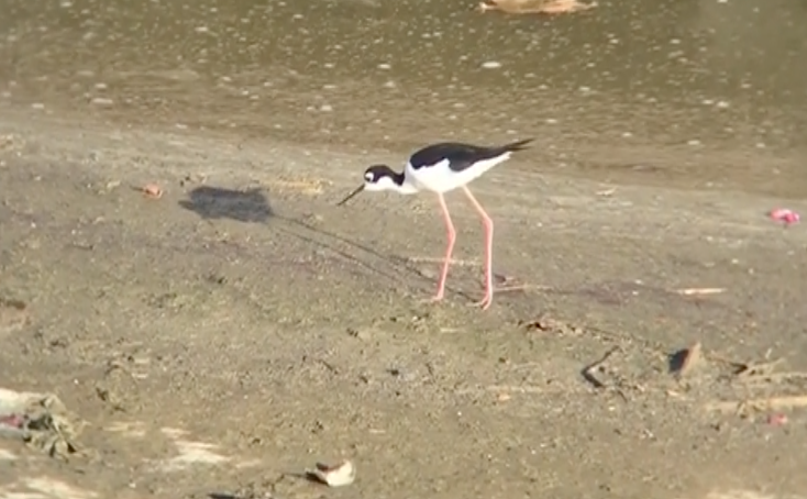 Black-necked Stilt - ML527769351