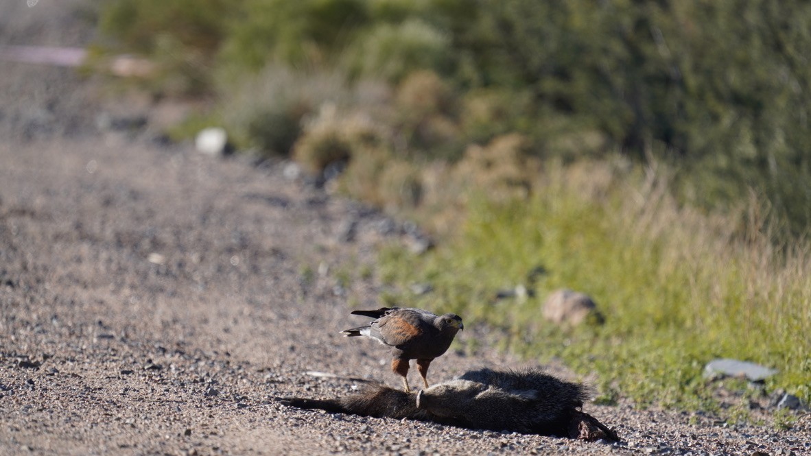 Harris's Hawk - ML527770381