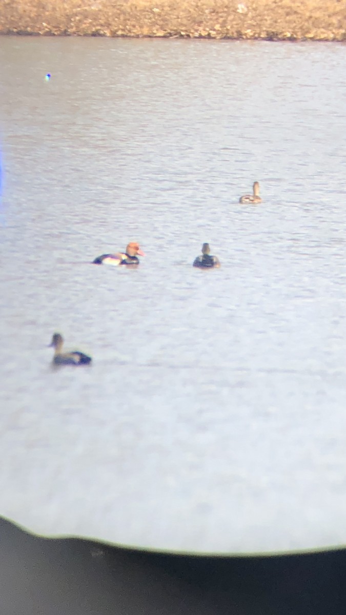 Red-crested Pochard - ML527770431