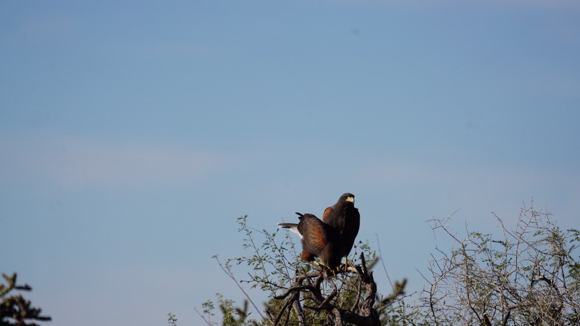 Harris's Hawk - ML527770541