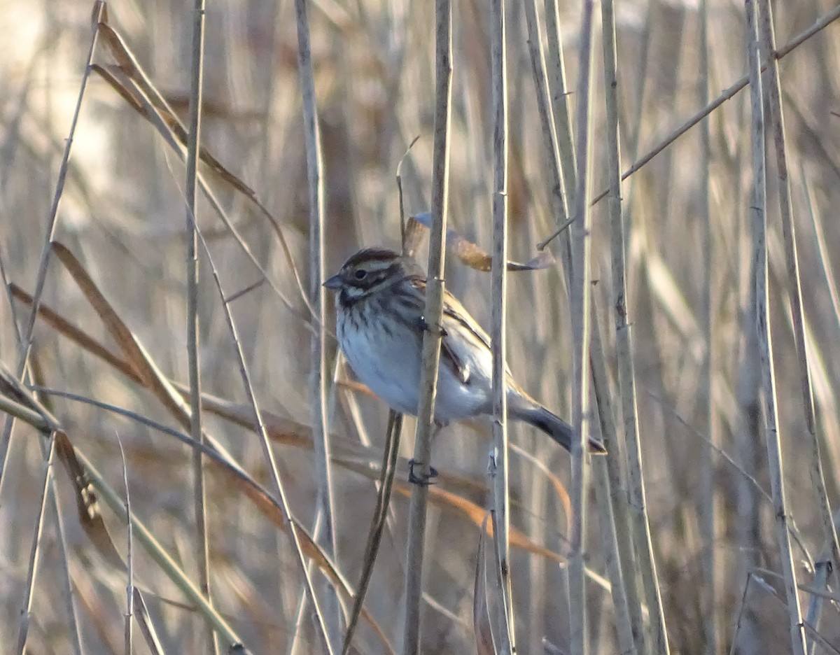 Reed Bunting - ML527771101