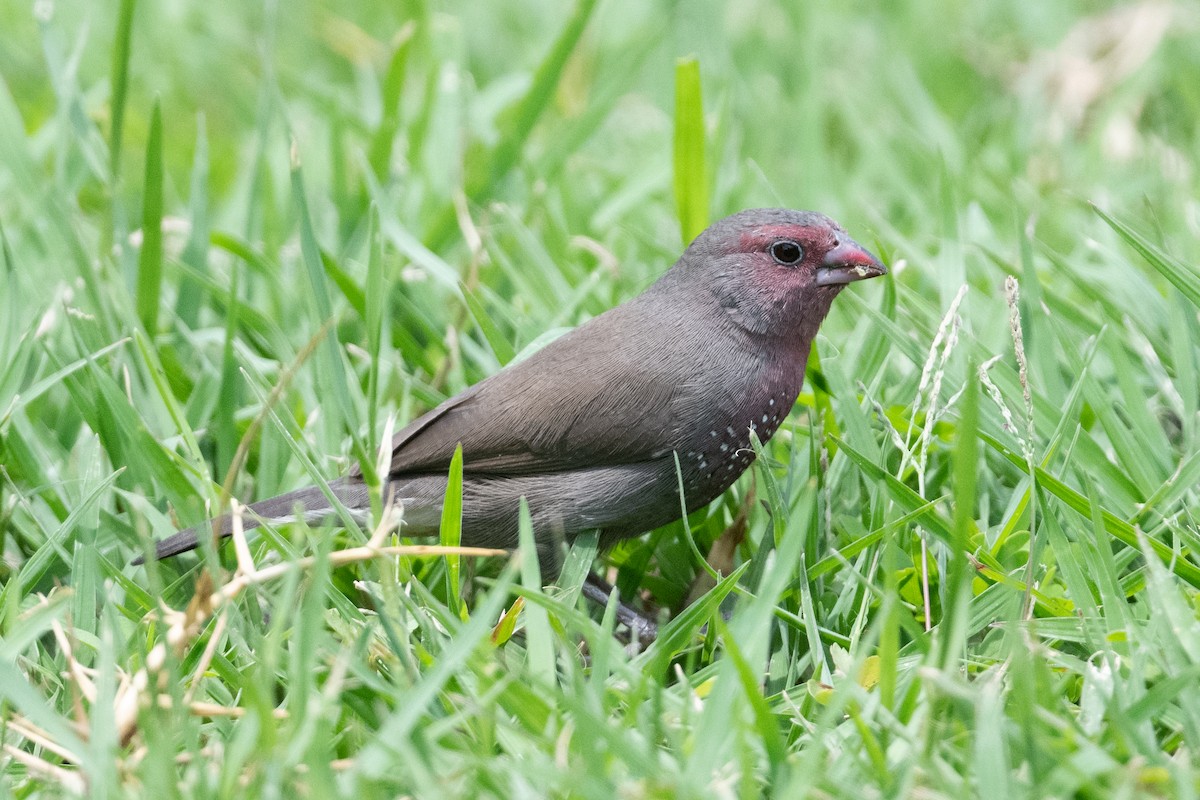 Brown Firefinch - John C. Mittermeier