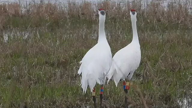 Grulla Trompetera - ML527773761