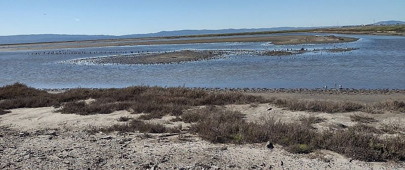 Western Sandpiper - ML527778281