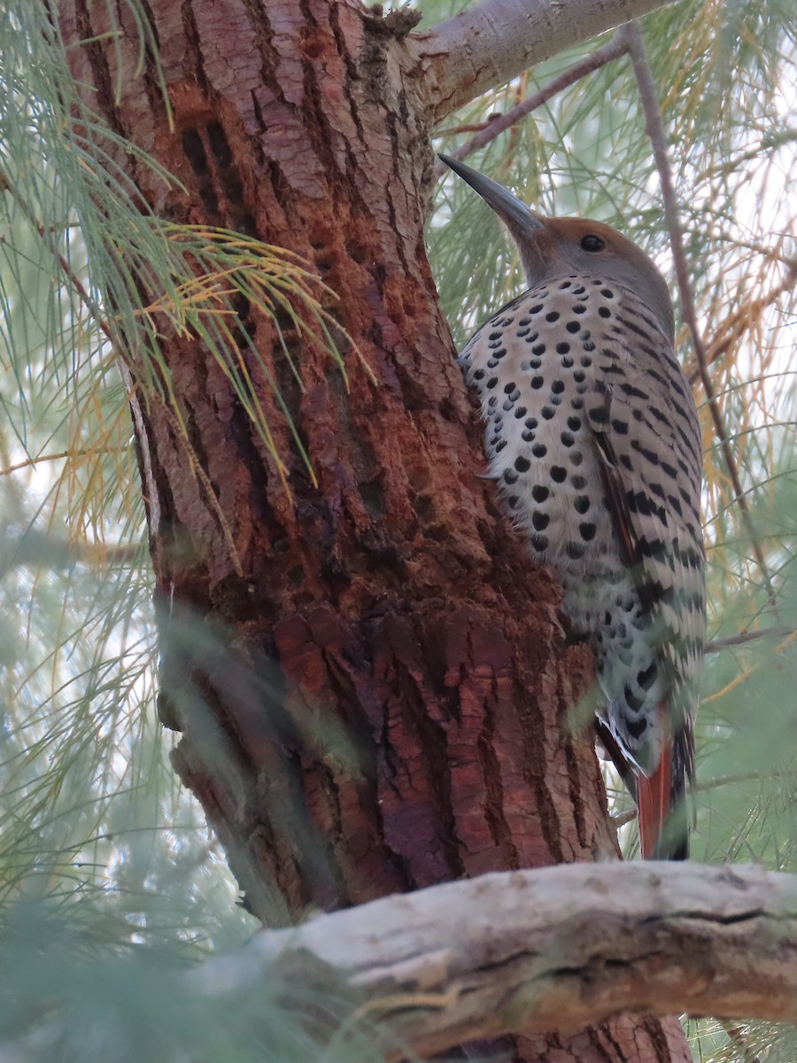 Northern Flicker - ML527778431