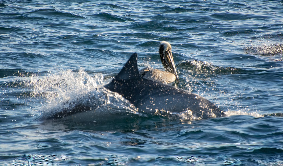 Brown Pelican - Kim Moore