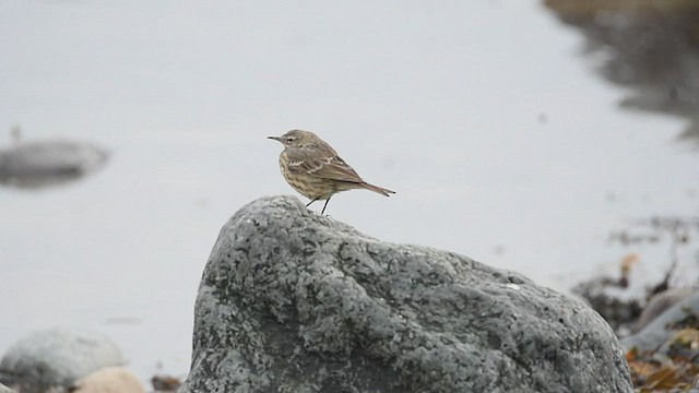 Rock Pipit - ML527778591