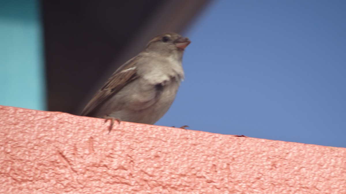 House Sparrow - ML527780951