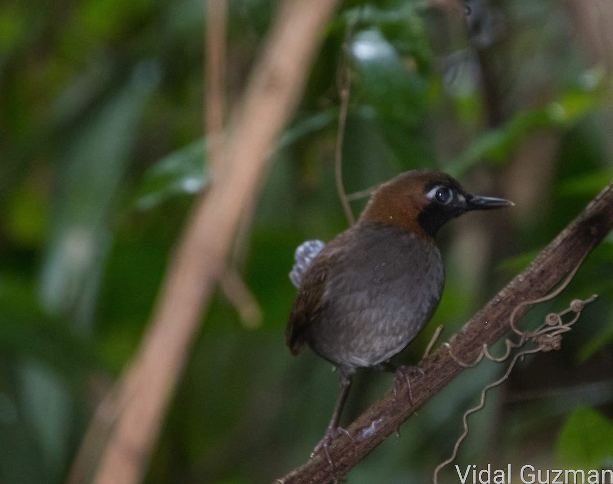 Mayan Antthrush - ML527781671