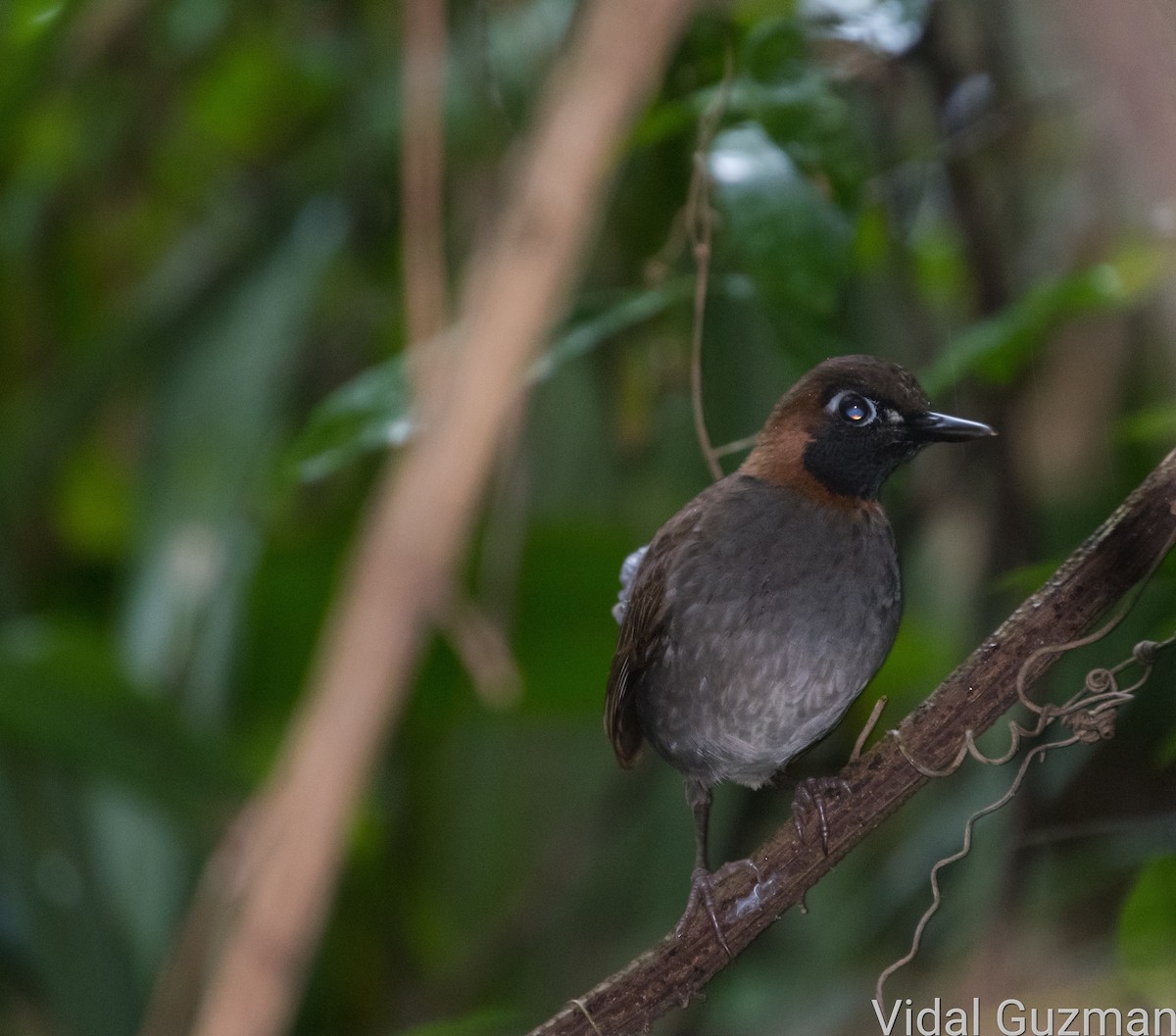 Mayan Antthrush - ML527781681