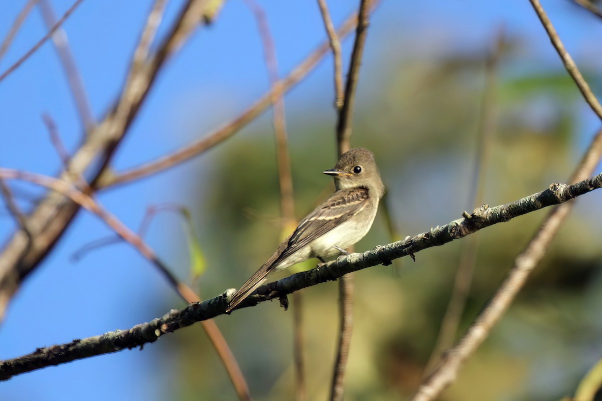 Empidonax sp. - ML527782821