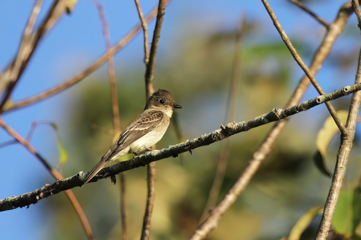 Empidonax sp. - ML527782831