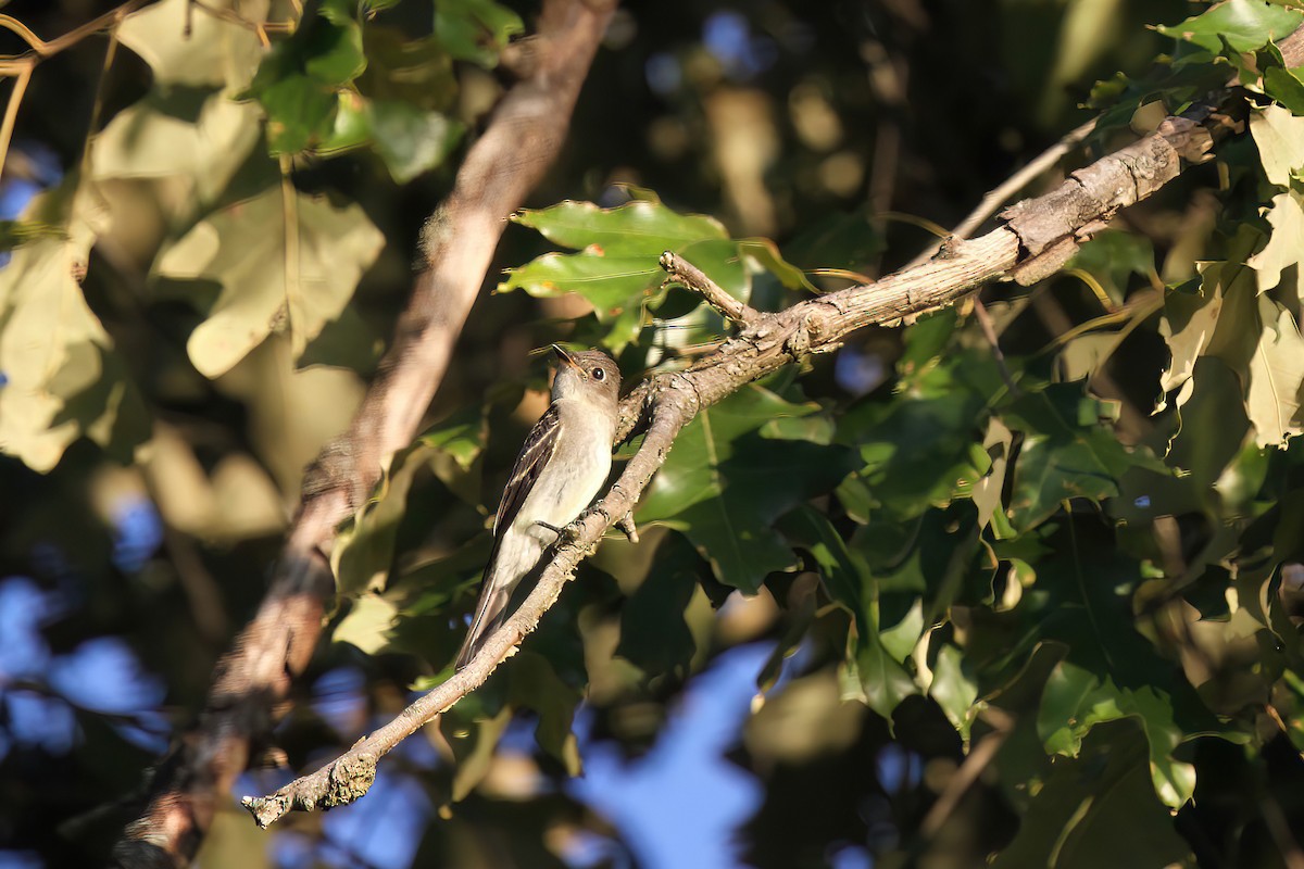 Empidonax sp. - ML527782841