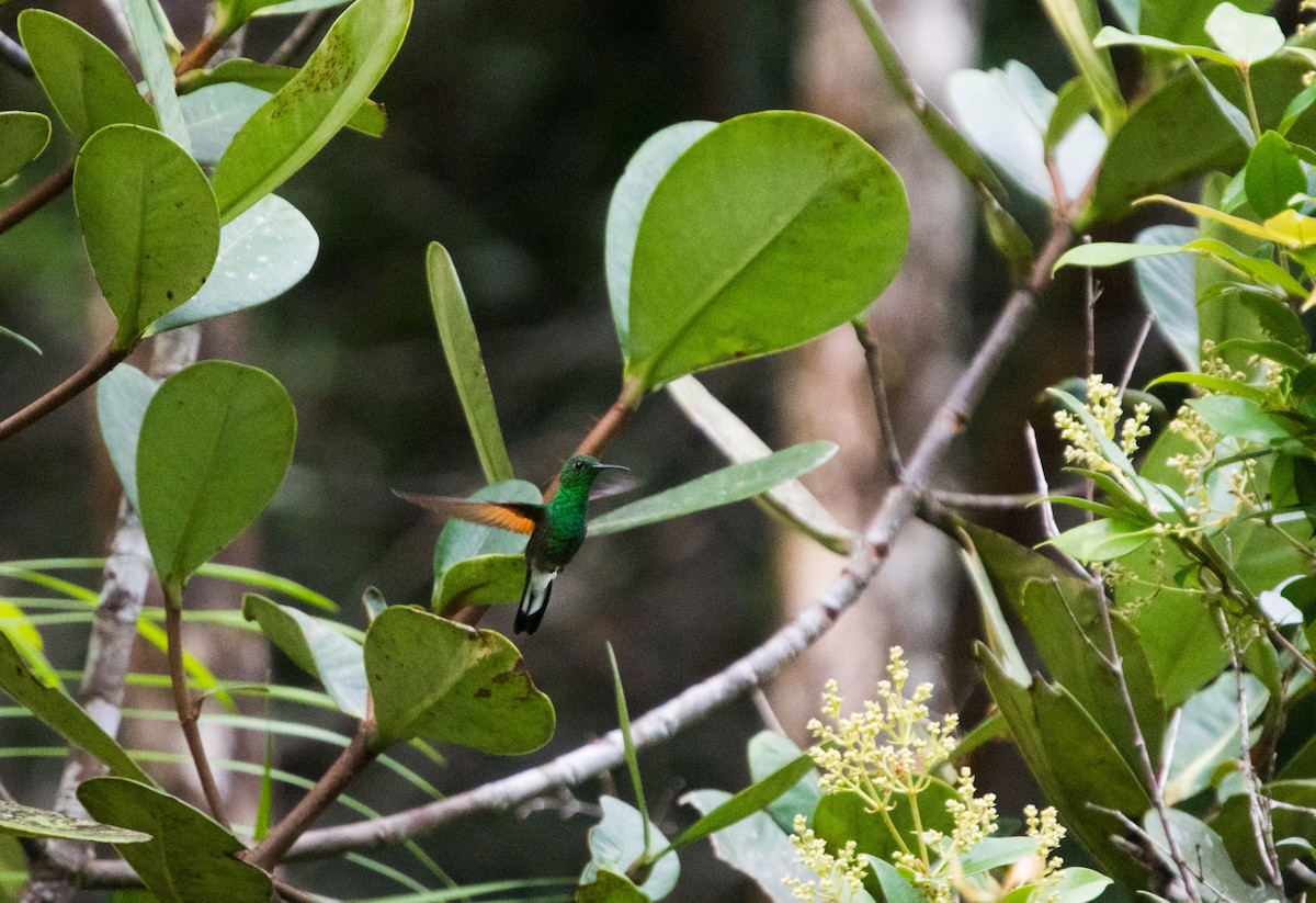 Stripe-tailed Hummingbird - ML527783381