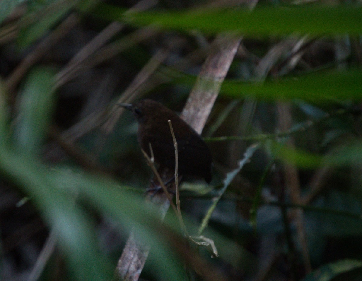 Nightingale Wren - ML527783491