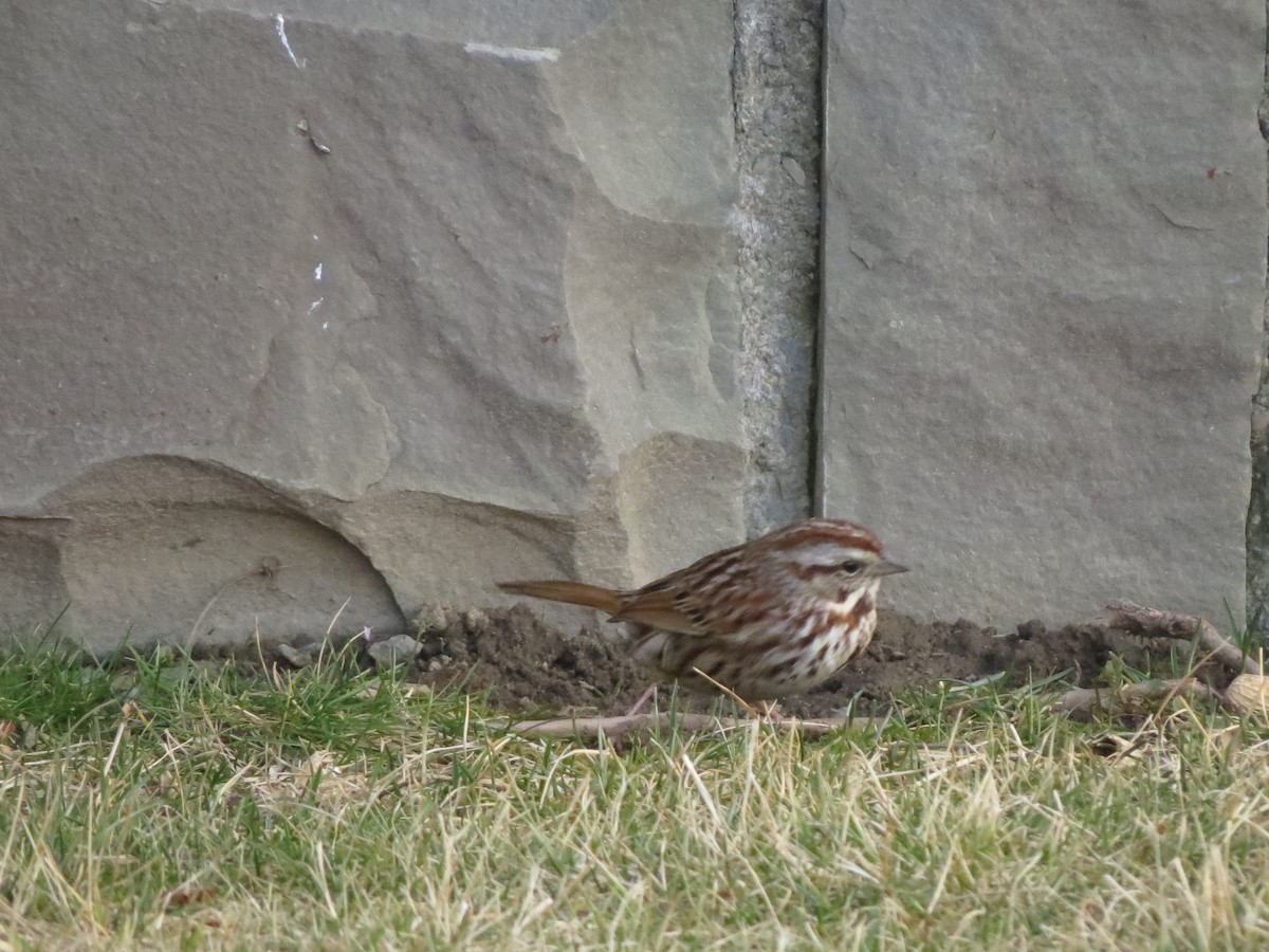 Song Sparrow - ML52778361