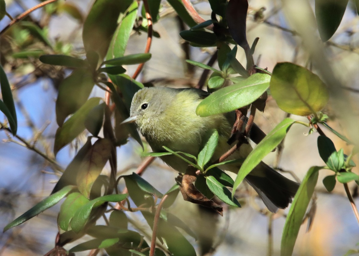 Orange-crowned Warbler - ML527783621