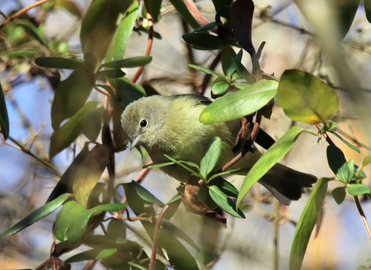 Orange-crowned Warbler - ML527783681