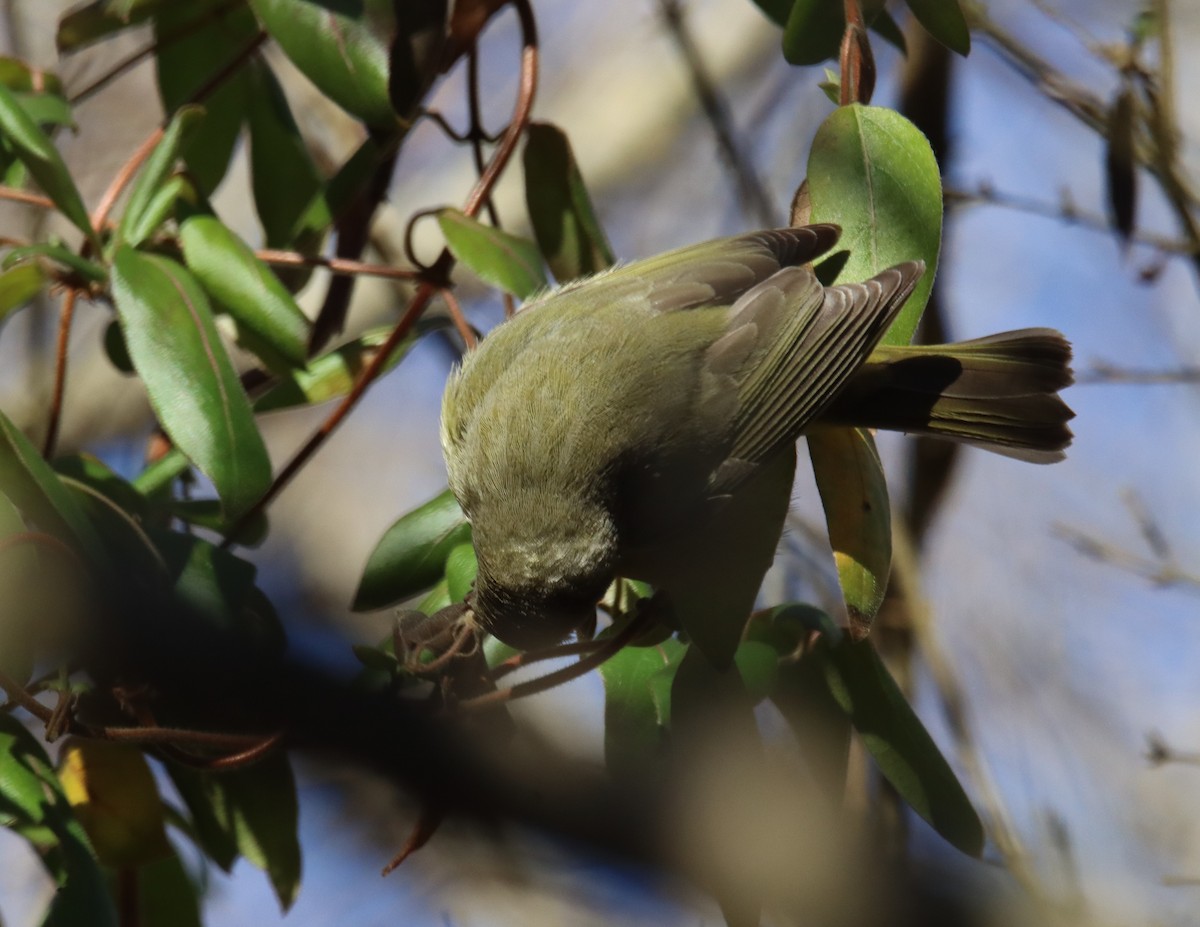 Orange-crowned Warbler - ML527783711