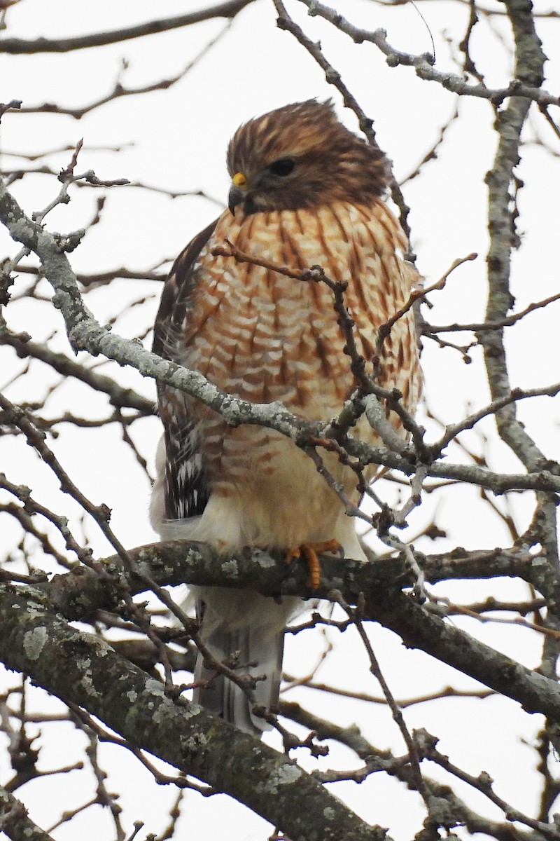 Red-shouldered Hawk - ML527783771