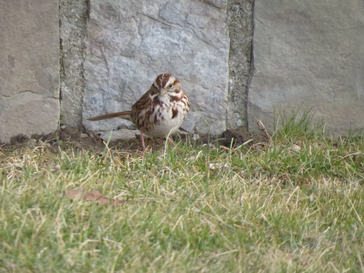 Song Sparrow - ML52778421