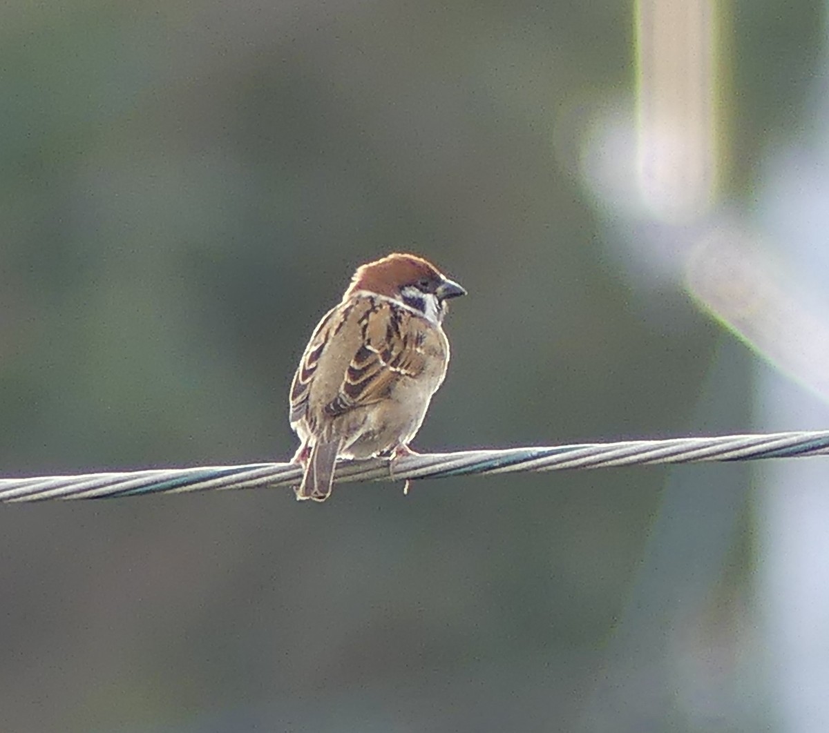 Eurasian Tree Sparrow - ML527784221
